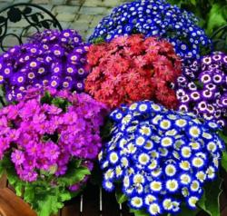 Seme cveća: Cineraria hybrida mix (50 semenki)